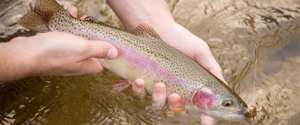 TWRA Winter Trout Stockings Provide Angling Opportunities – Mid-South