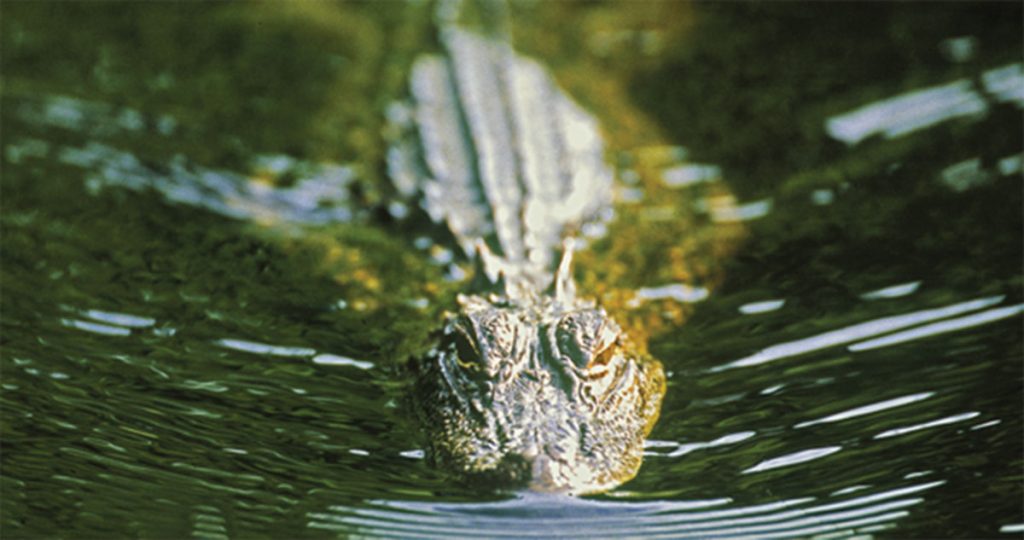 Apply for MS alligator season permits MidSouth Hunting & Fishing News