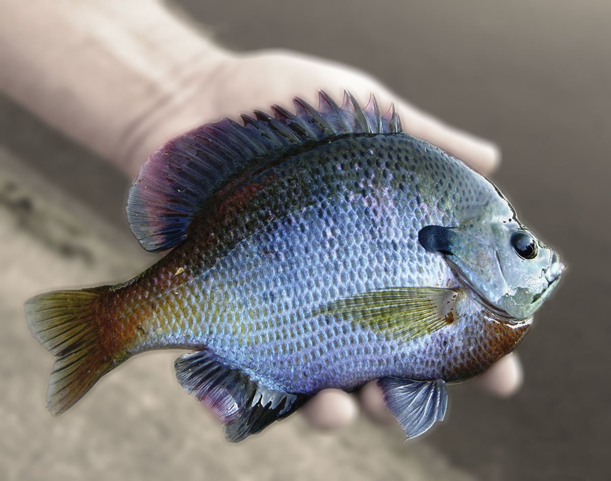 A favorite bream bug, lost and found, Outdoors