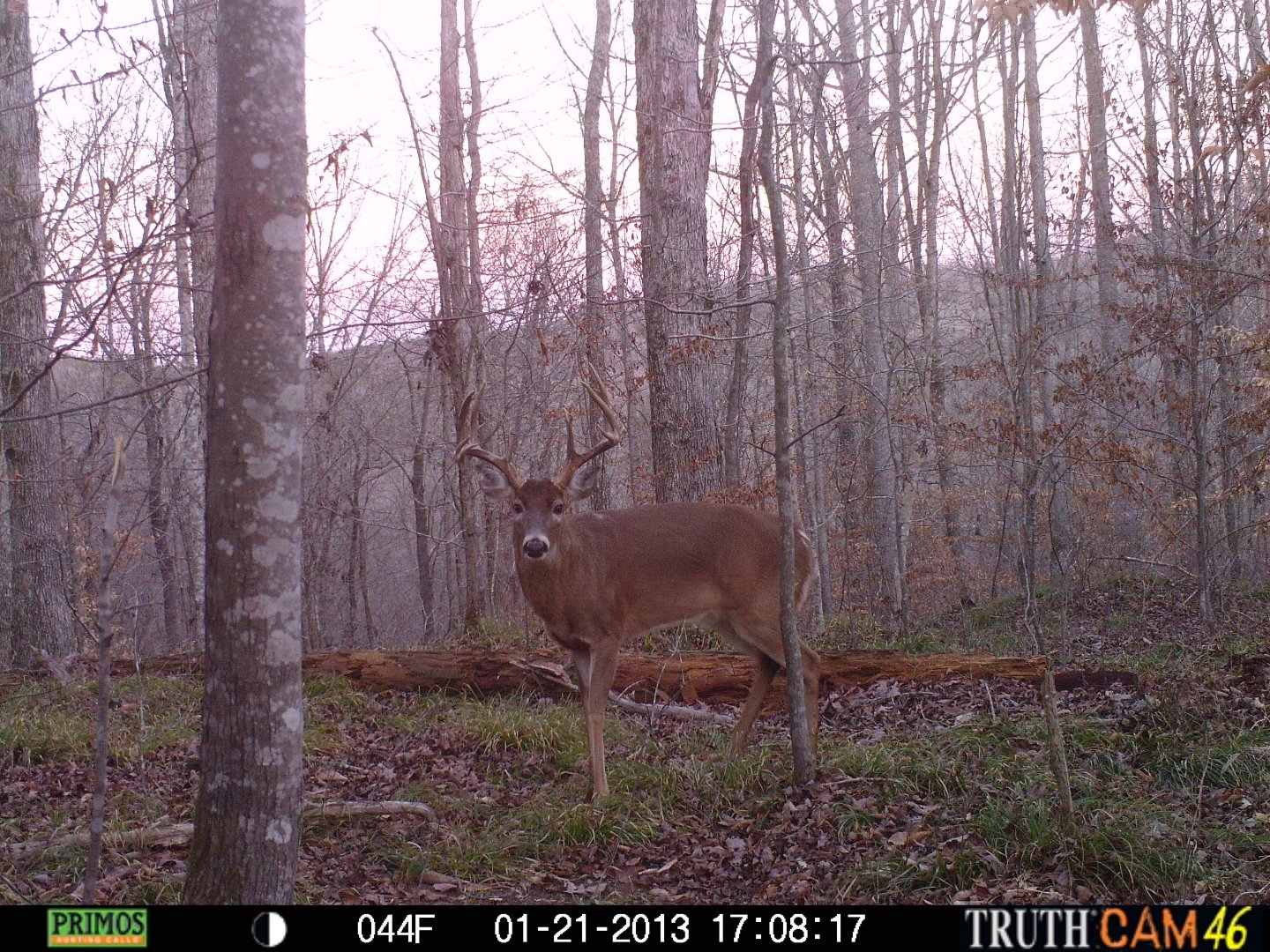 Effort Pays Off When Deer Hunting Public Lands MidSouth Hunting