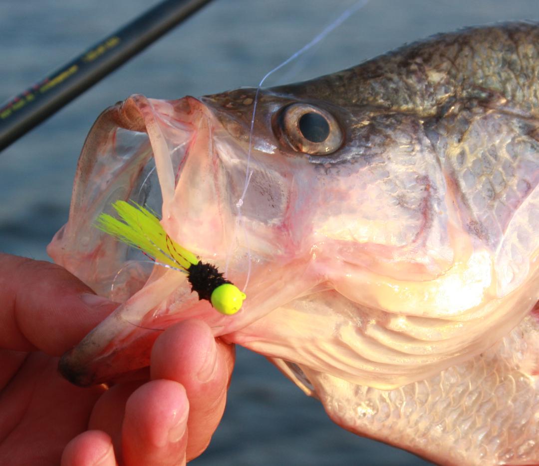 Crappie Fishing Secrets 2020: Best Crappie Fishing Lures & Rig