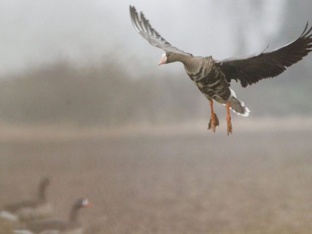 specklebelly goose by AGFC