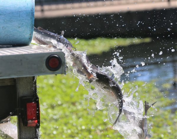 Restored Lake Poinsett Gets Catfish Stocking – Mid-South Hunting ...