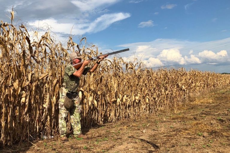 TWRA Leasing Fields For 2022 Dove Season MidSouth Hunting & Fishing News